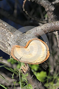 Tree Annual Rings