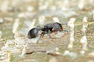 Tree ant