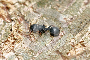Tree ant Cataulacus granulatus
