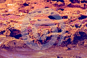 Tree ants photo