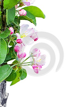 Tree - apple trees blossomed isolated