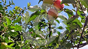 Tree with apples