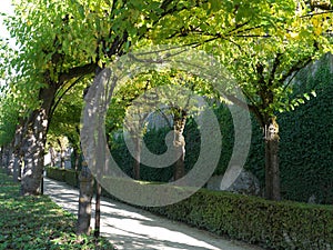 Tree arcades in the courtyard garden of the Würzburg Residence