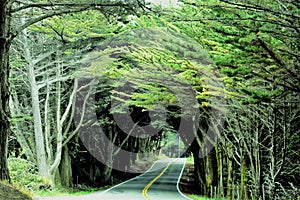 Tree Arched Road near Fort Bragg, on California Highway 1 Beach Area