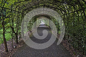 Tree Archway