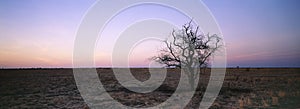 Tree in arid landscape photo