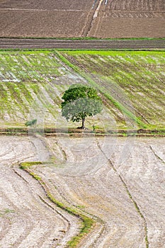 Un árbol seco solitario sobre el 