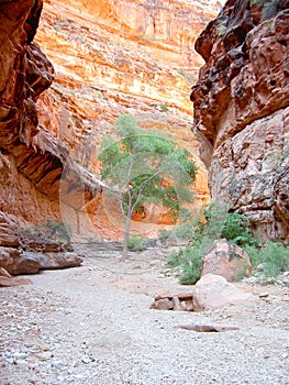 Tree in Arizona canyon