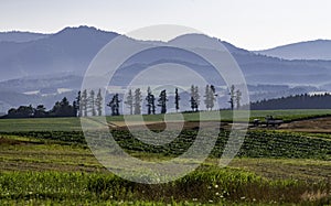 Tree arrange in the field with mountain