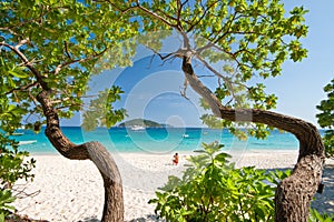 Tree Art, Similan Islands, South of Thailand