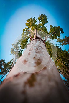 A tree as seen from bottom gives a different perspective