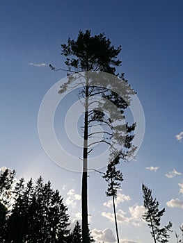 Tree as a silhouette at sunset
