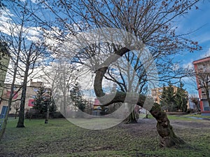 Tree - ash-leaved maple - shaped by nature (and urban \