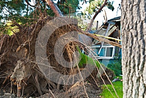 Tree Assasin destroys home