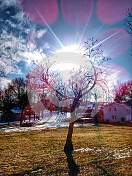 Tree in Atchison Kansas by my house. photo