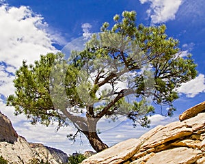 Tree Atop Angels Landing, Zion NP photo