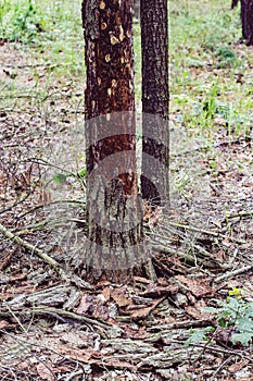 Tree attacked with bark beetle