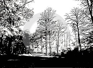 Tree autum black and white