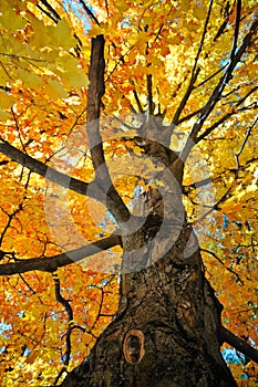 Tree in Autumn