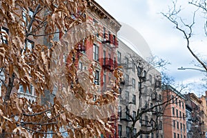 Tree with Autumn Colored Leaves in front of a Row of Colorful Old Buildings in Kips Bay New York City photo