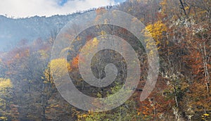 Tree in autumn colors in the mountains