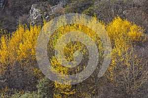 Tree in autumn colors in the mountains