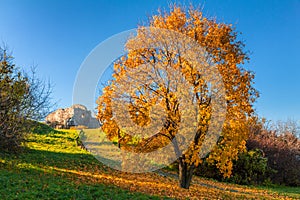 Tree in autumn colors near The Devin Castle, Slovakia