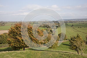 Tree in autumn colours in Somerset England