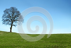 Tree on autumn day