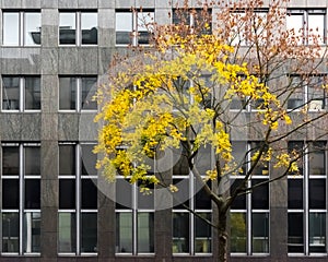 The tree in the autumn dress in front of the facade of marble