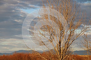 tree autumn sky beautiful