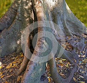 Tree, autumn and leaves in outdoor, root and trunk for environment and nature conservation in landscape. Oak, ground and