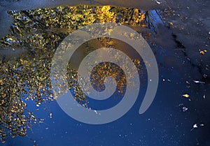 Tree with autumn reflected in puddle