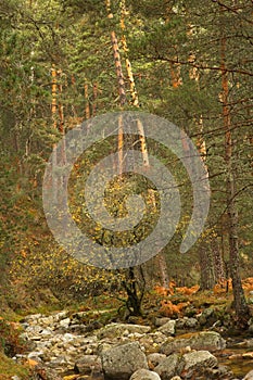 Tree in autumn surrounded by wild pine trees in the forest