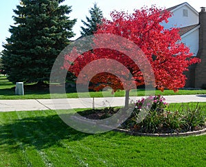 Tree in autumn with vibrant red leaves