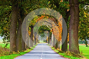 Tree avenue at the Lieper Winkel, Usedom, Germany