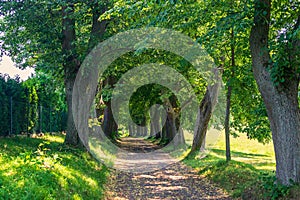 tree avenue, path between mature deciduous trees