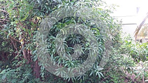 Mango tree