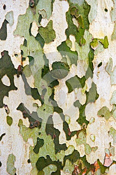 Tree back, background