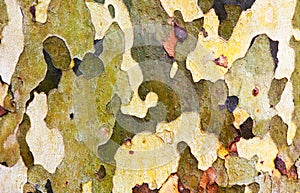 Tree back, background