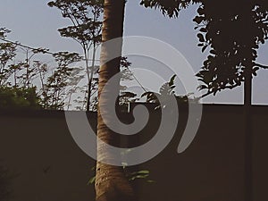 Tree is in the back yeard