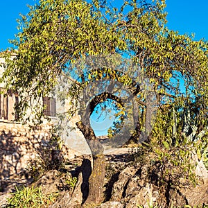 Tree on the background of a building, Siurana, Tarragona, Spain. Close-up.