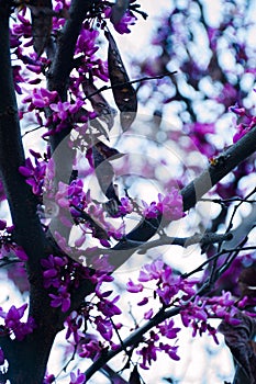 Tree Background For Mobile Phone