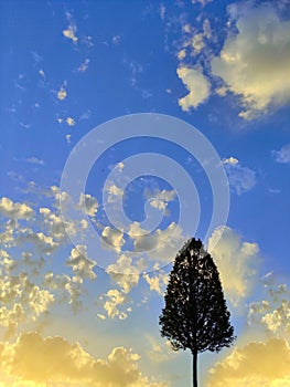 A tree on the background of the most beautiful sky from me with love!