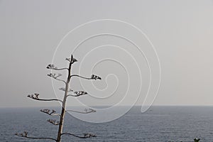 Tree on the background of the sea, the concept of rest on the warm sea, mediterranean background.