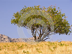 Tree on a background of the sky