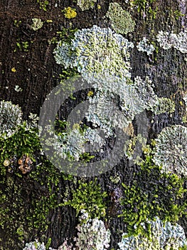 tree background texture moss fungus photo