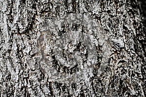 Tree background for texture