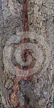 Tree bark eaten by termiten