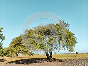 Tree at Baluran National Park